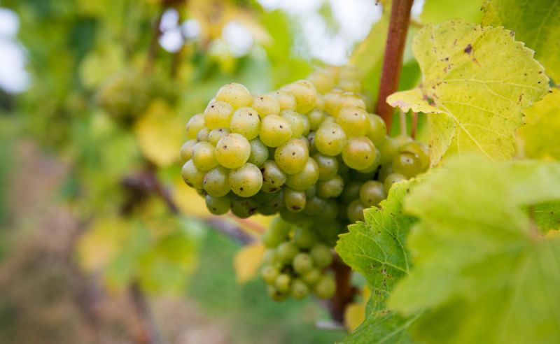 Slovo terroir skrývá mnohem více, než jen místo původu vína.