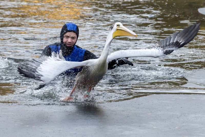 Do zimovišť zaměstnanci zoo přesunou 36 pelikánů.