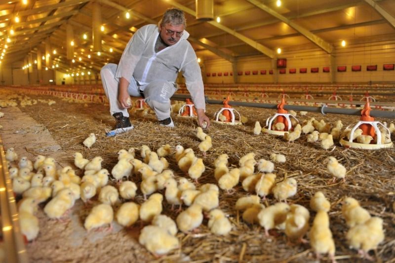 Kuřecí farma Horšov na Domažlicku, která patří Drůbežářskému závodu Klatovy, funguje podle pravidel welfare chovu, který klade důraz na pohodu zvířat. Ve všech halách je maximálně 21 kuřat na jeden metr čtvereční. Kuřecí farma Horšov na Domažlicku, která patří Drůbežářskému závodu Klatovy, funguje podle pravidel welfare chovu, který klade důraz na pohodu zvířat. Ve všech halách je maximálně 21 kuřat na jeden metr čtvereční.