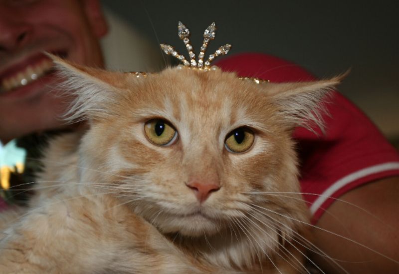 Vítěz Miss kočka 2007 jménem Charlie.