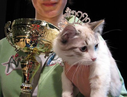 Kocour Kuba se stal Miss Kočka v roce 2009.