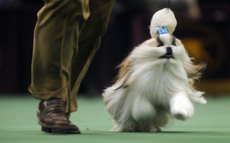 Muž malého pejska plemene shih-tzu kousl a poté i škrtil tak, že mu vyletělo oko z důlku (ilustrační foto).