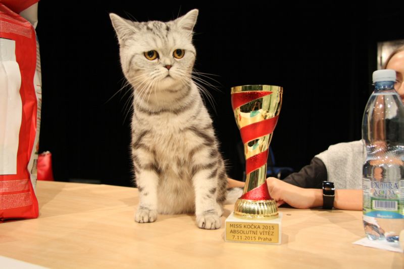 Absolutním vítězem soutěže Miss Kočka 2015 se stala Belinda.
