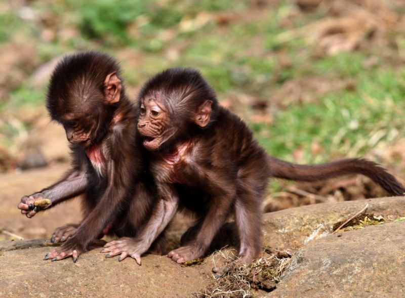 Zlínská zoo je jedinou českou zoo, která mláďata dželad úspěšně odchovává.