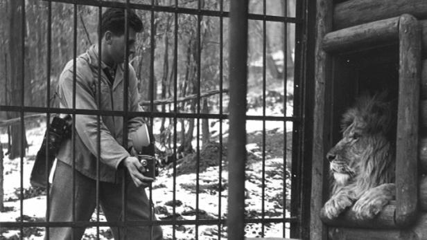 V roce 1953 zoo získala opravdový magnet pro návštěvníky - párek lvů.