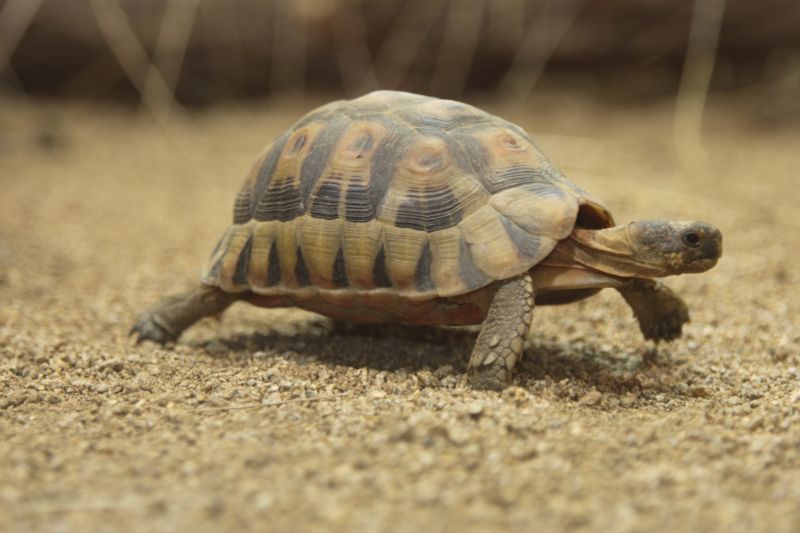 Syřanka cestovala se želvou v kapse více než tři tisíce kilometrů. Syřanka cestovala se želvou v kapse více než tři tisíce kilometrů.