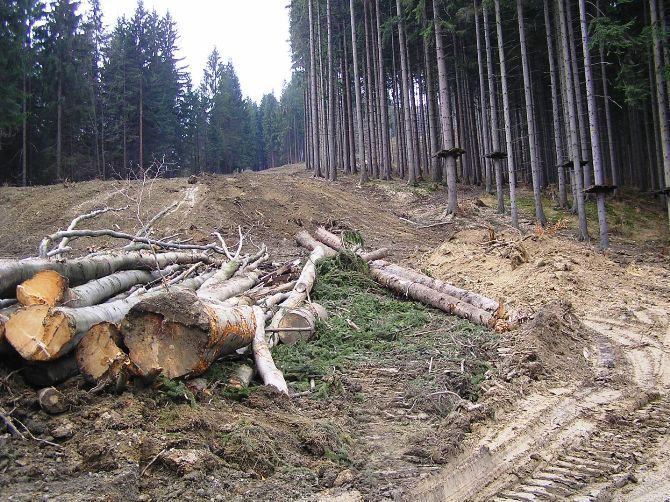 Firma za vykácení lesa bude muset platit. Firma za vykácení lesa bude muset platit.