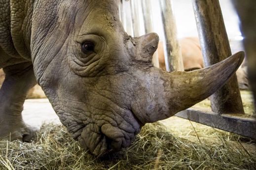 Pamir by měl v zoo vytvořit chovný pár se samicí Jessicou.