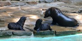 Mláďata a samička jihoamerických lachtanů. Zoo Dortmund.