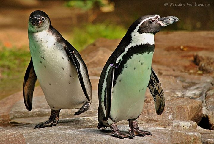 Na snímku tučňáci Humboldtovi, ZOO Dortmund. Do vyšetřování byla zapojena policie, s prosbou o pomoc se dortmundská zoo obrací též na návštěvníky.
