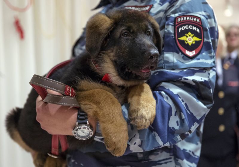 Štěně německého ovčáka jménem Dobryňa má nahradit fenku Diesel, který byla zabita při policejním zátahu na teroristy v Paříži.