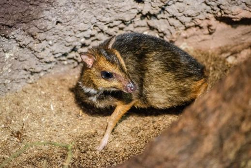 V Evropě kančila černavého chová pouze šest zoologických zahrad.