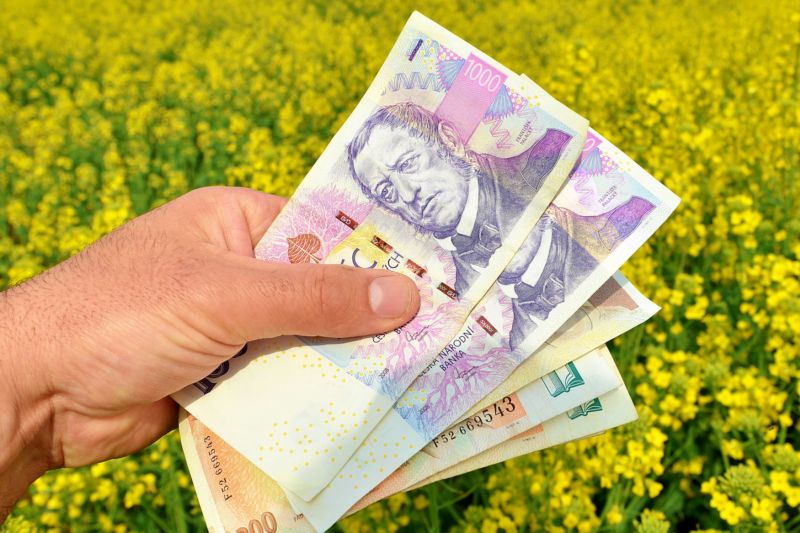 Pole řepky olejky, která se zpracovává na biopalivo. Pole řepky olejky, která se zpracovává na biopalivo.