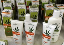 Teplická společnost Cannabis Pharma-derm používá technické konopí jako základní surovinu pro výrobu kosmetiky.