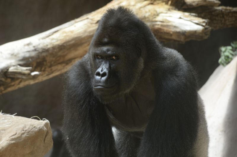 Gorila nížinná z pražské zoo. Gorila nížinná z pražské zoo.