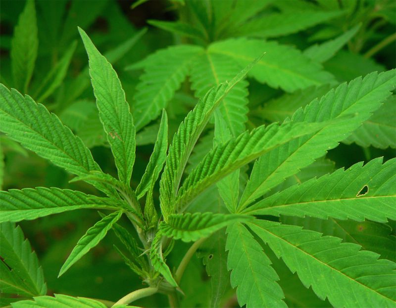 Látka CBD neboli cannabidiol není psychoaktivní a má legální využité zejména v medicíně. Látka CBD neboli cannabidiol není psychoaktivní a má legální využité zejména v medicíně.