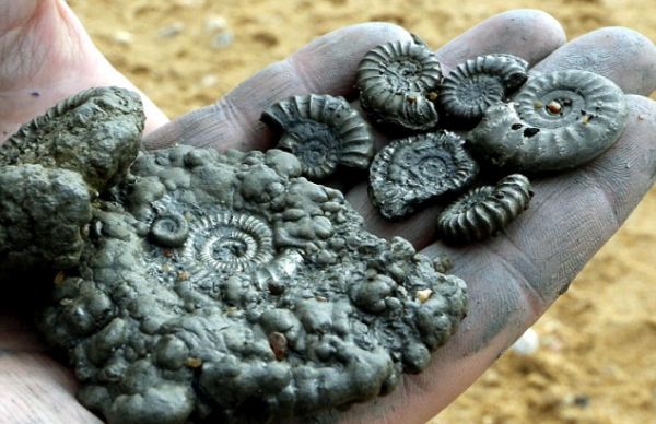 Lidé si nejčastěji z pláže odnášeli zkameněliny vyhynulých mořských měkkýšů.