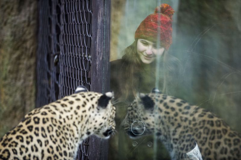 Pražská zoo nabízí svou zvířecí podívanou také v zimě. Menší návštěvnost může být pro nejednoho milovníka zvířat lákadlem.