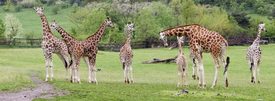 Žirafy, ZOO Praha.