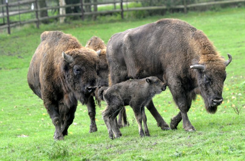 Na seznam přibudou další ohrožené druhy. Například zubr evropský. Na seznam přibudou další ohrožené druhy. Například zubr evropský.
