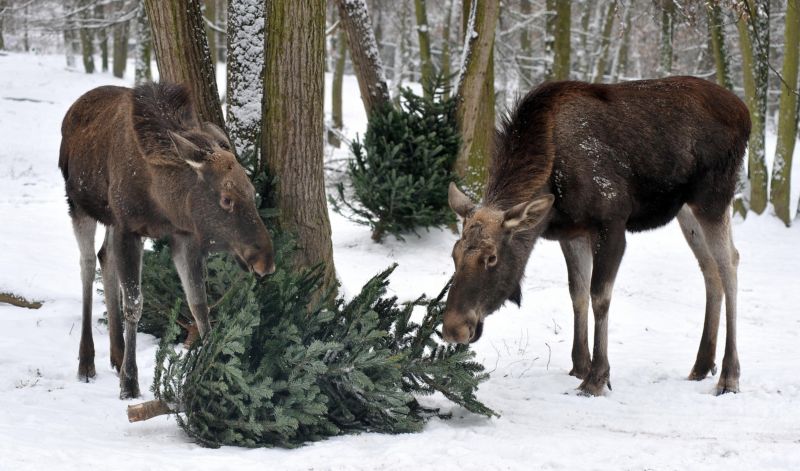 Zoo Brno dostává neprodané vánoční stromky zdarma od hobby marketů. Zoo Brno dostává neprodané vánoční stromky zdarma od hobby marketů.