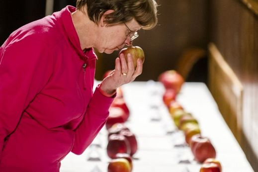 Degustátoři hodnotí vůni, slupku, konzistenci dužiny, šťavnatost a kyselost jablka.