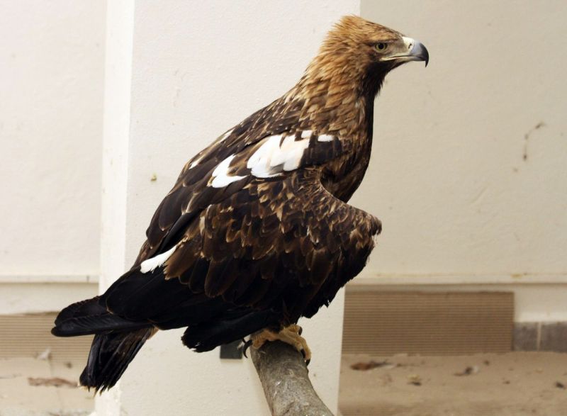 Jeden ze dvou orlů královských, které liberecká zoo získala z Izraele.