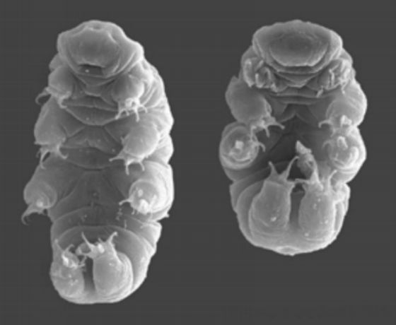 Hypsibius dujardini neboli Želvušky.