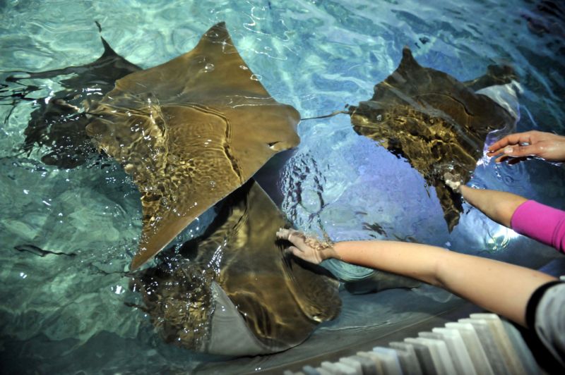 Velký podíl na návštěvnosti zoo měla především expozice Zátoka rejnoků. Velký podíl na návštěvnosti zoo měla především expozice Zátoka rejnoků.