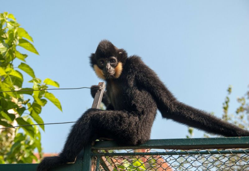 Zoo Chleby chystá pro návštěvníky řadu novinek.