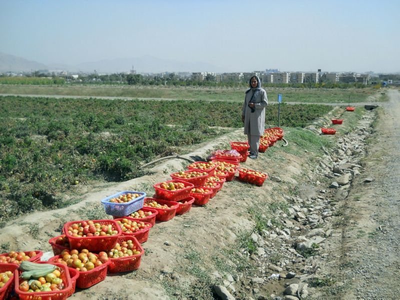 Experimentální farma na okraji Kábulu má Afgháncům ukázat, jak zvýšit produkci na jejich plantážích. Zemědělští odborníci tam testují rozdílné přístupy k pěstování rozličných plodin. Běžní obyvatelé země se od nich poté učí způsoby setby, zavlažování nebo péče o rostliny. Kromě zvyšování výnosů z polí je cílem projektu podporovaného americkou vládou také snížení produkce máku, z něhož se vyrábějí drogy, které poté slouží kupříkladu jako zdroj peněz pro povstalce z radikálního islámského hnutí Taliban. Na snímku je úroda rajčat. Experimentální farma na okraji Kábulu má Afgháncům ukázat, jak zvýšit produkci na jejich plantážích. Zemědělští odborníci tam testují rozdílné přístupy k pěstování rozličných plodin. Běžní obyvatelé země se od nich poté učí způsoby setby, zavlažování nebo péče o rostliny. Kromě zvyšování výnosů z polí je cílem projektu podporovaného americkou vládou také snížení produkce máku, z něhož se vyrábějí drogy, které poté slouží kupříkladu jako zdroj peněz pro povstalce z radikálního islámského hnutí Taliban. Na snímku je úroda rajčat.