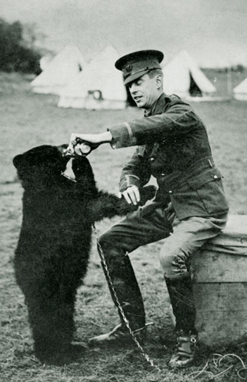 Medvědí slečna Winnipeg