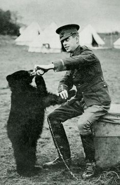 Medvědí slečna Winnipeg