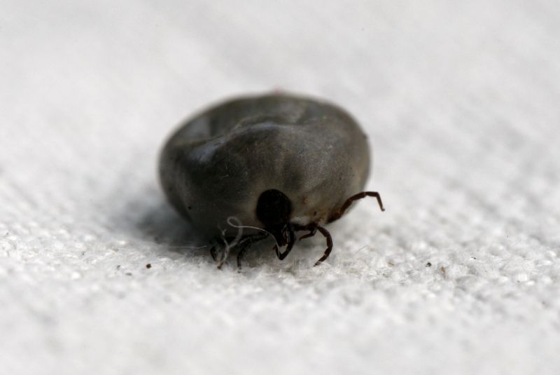 Loni bylo v Česku hlášeno přes 350 případů klíšťové encefalitidy.