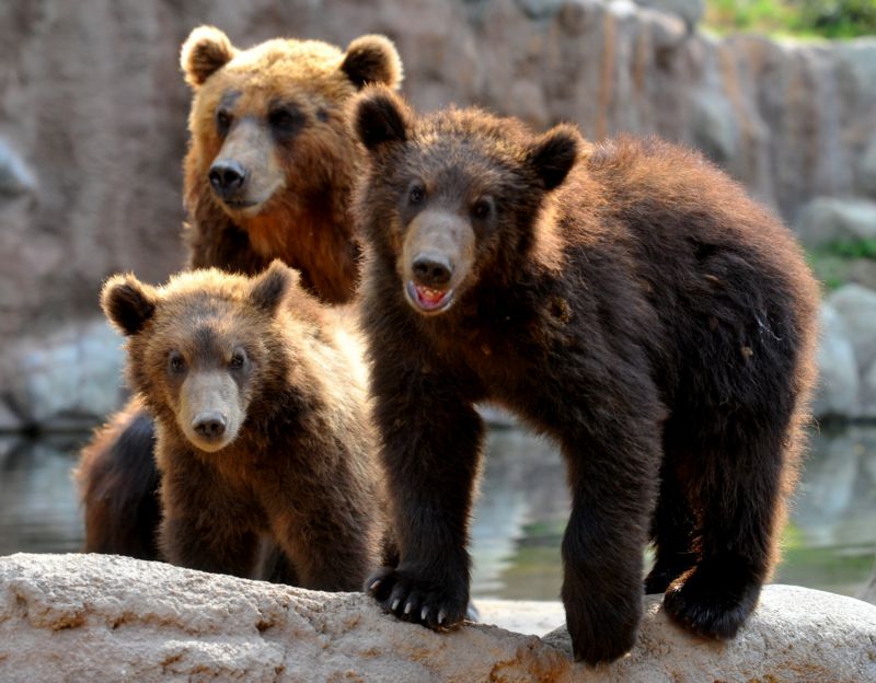 Zatím se ještě neví, kolik mláďat se v brlohu ukrývá (ilustrační foto). Zatím se ještě neví, kolik mláďat se v brlohu ukrývá (ilustrační foto).