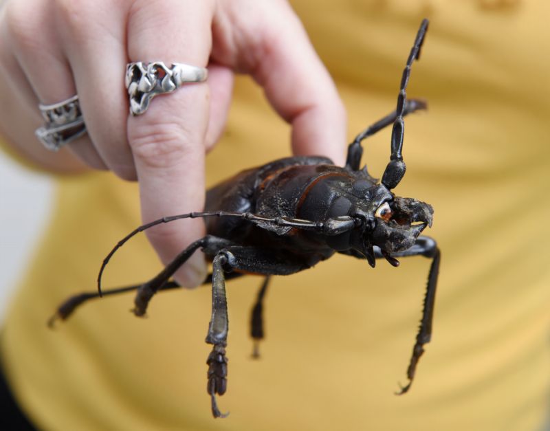Biologové si přivezli z Amazonie živého titána obrovského.