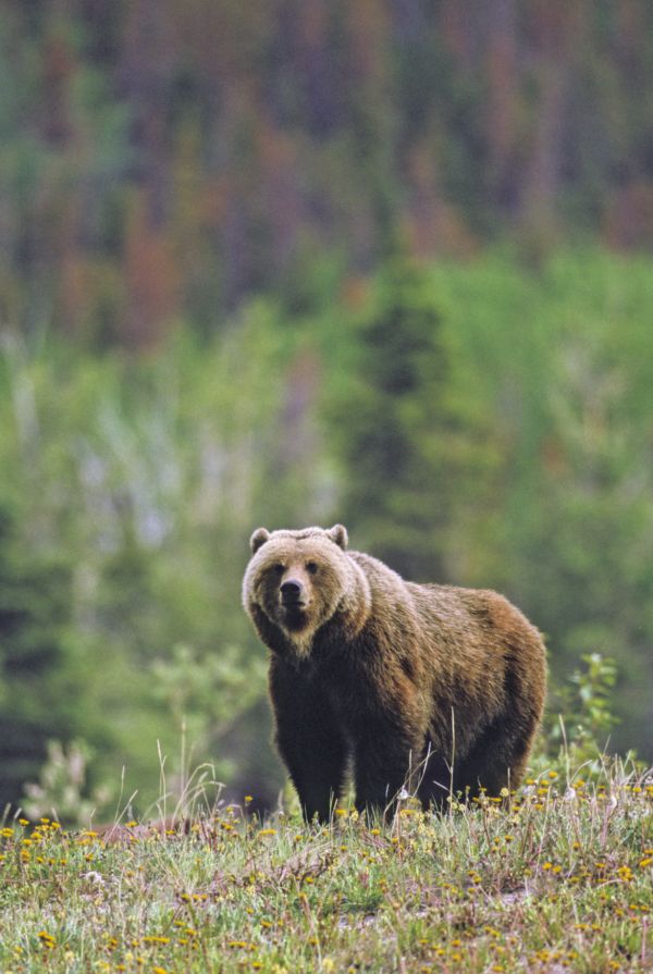 Medvěd (ilustrační foto).