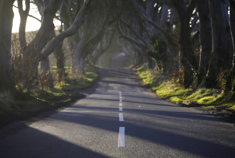 Dark Hedges.