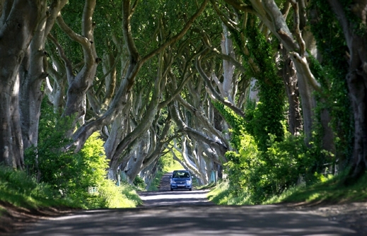Dark Hedges v létě a bez značení.
