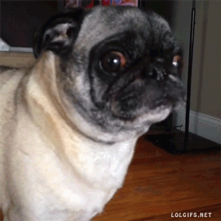 Nešťastný mops.
