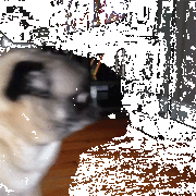 Nešťastný mops.