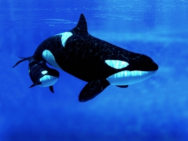 Menopauzu mají kromě lidí třeba i kosatky.