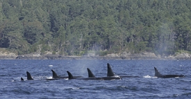 Samci kosatek zůstávají s hejnem, do něhož se narodili.