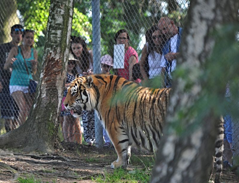 V táborské zoo je k vidění i tygr ussurijský.