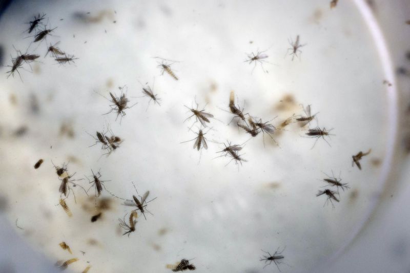 Na snímku komáři druhu Aedes aegypti.