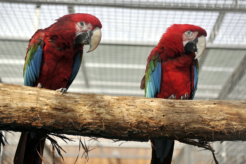 Papouščí zoo v Bošovicích je první svého druhu v Česku.
