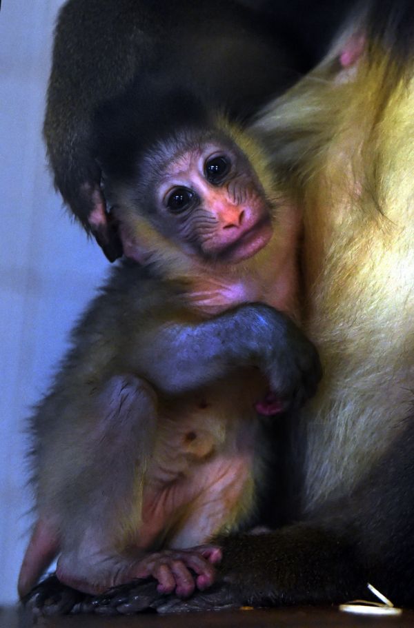 Mandril rýholící patří k nejpestřeji zbarveným primátům.
