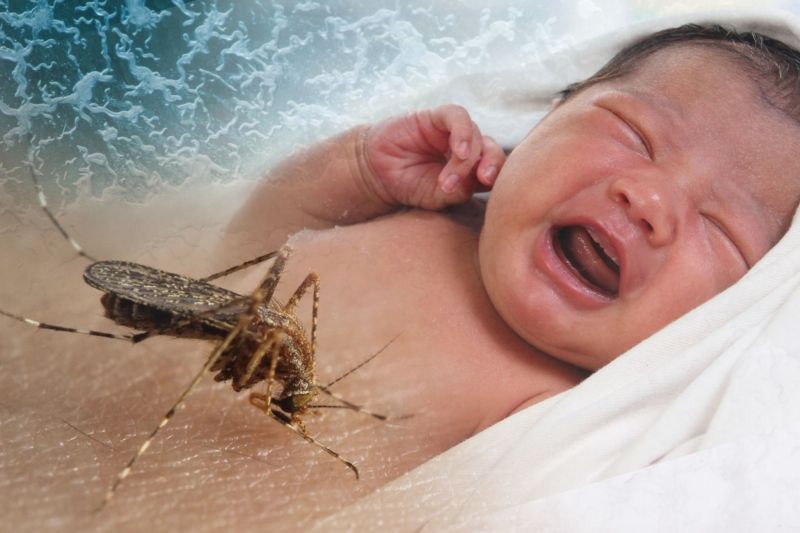 Zika (ilustrační foto).