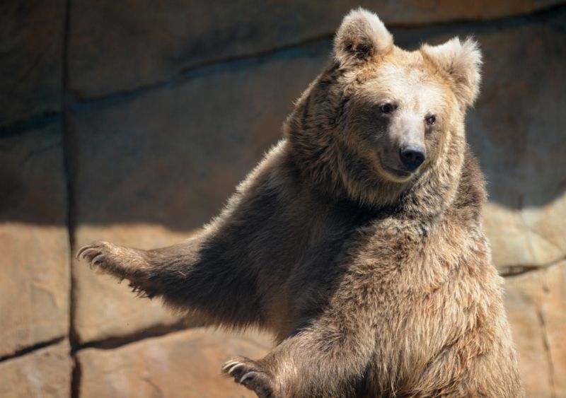 Samice medvěda plavého v Zoologické zahradě Ohrada v Hluboké nad Vltavou.