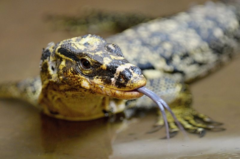 Varan pochází z filipínského ostrova Mindanao a v ČR je k vidění pouze v Plzni.